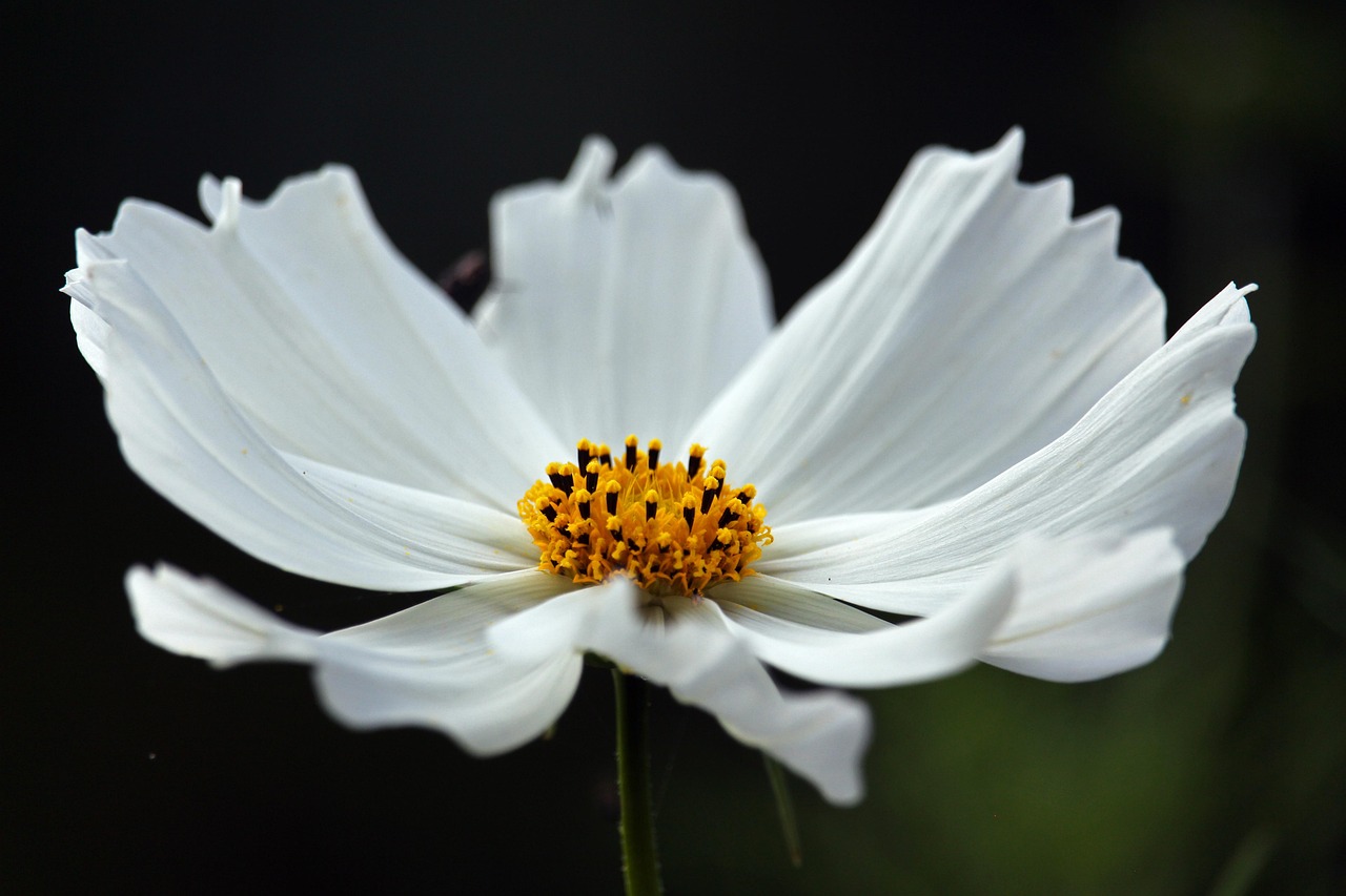 Best Plants for Attracting Pollinators to Your Garden